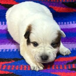 L66-08 - Red speckled male Australian Cattle Dog puppy in Sheridan, Oregon from 6pk Cattledogs