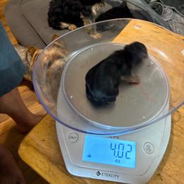 Sammy - Black and gold male Yorkshire Terrier puppy in Phoenix, Arizona from Coursey’s Yorkies