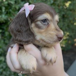Mocha - Chocolate and cream female Dachshund puppy in Modesto, California from Golden State Mini Doxies