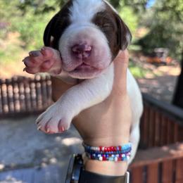 Onion - light blue collar - Liver and white male German Shorthaired Pointer puppy in Mokelumne Hill, California from Underhill GSP