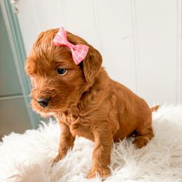 Myla - Red  female Goldendoodle puppy in Amery, Wisconsin from Cornerstone Retrievers
