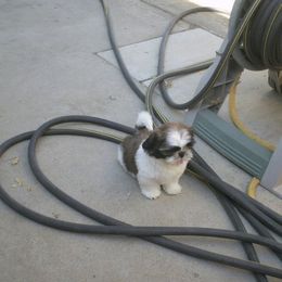 Shih Tzu All Grown Up from Sabar Shih-tzu