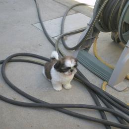 Shih Tzu All Grown Up from Sabar Shih-tzu