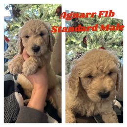 Agnarr - Cream Goldendoodle puppy in Missouri from B&C Goldendoodles