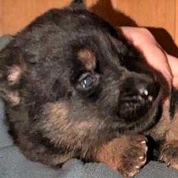 Girl 1 - Bi-color female German Shepherd puppy in Bennington, Vermont from Vom Eichenhain GSD's