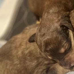 Goldendoodles and Golden Mountain Doodles from Burrow & Bone