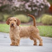 Nico - Basset Fauve de Bretagne