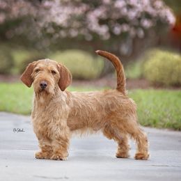 Nico - Basset Fauve de Bretagne