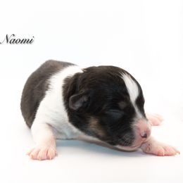 Naomi - Black tri-color female Australian Shepherd puppy in Coldwater, Michigan from Northern Star Australian Shepherds