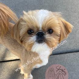 Cashew - Shih Tzu