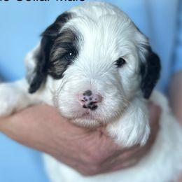 Blue Collar Male - Black and white male Sheepadoodle puppy in Hilton, New York from Finger Lakes Doodles