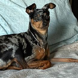 Stanley - Black and tan male Miniature Pinscher puppy in Staunton, Virginia from Little L’s Magical Min Pins
