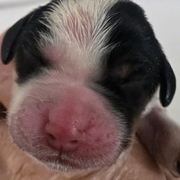 Rose - Blue belton and tan (tri-color) female English Setter puppy in Morrice, Michigan from Wild Bird Setters
