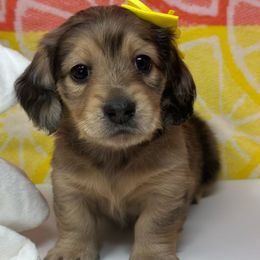 Darlin - Dapple Dachshund puppy in Murfreesboro, Tennessee from Kimbrie's Dream Cream Doxies