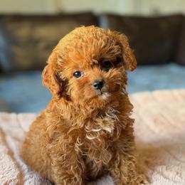 Cavapoo puppies from The Golden Rule Doodles