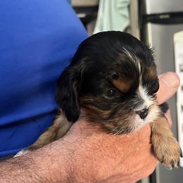 Girl 1 - Black and tan female Cavalier King Charles Spaniel puppy in Morriston, Florida from Cutesy Cavaliers