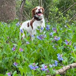 Brittanys and Lowchen from Trapezy Dogs - Brittany & Lowchen