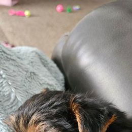 Yorkshire Terrier Puppies from Jaydas Lil Jewels