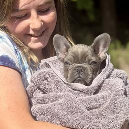Barbe-Nicole - Blue female French Bulldog puppy in Glen Ellen, California from Frenchie’s of Glen Ellen