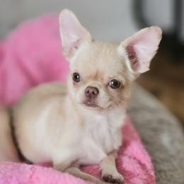 AKC tiny Girl - Fawn and white female Chihuahua puppy in Brooklyn, New York from Nadezhda's Chihuahuas
