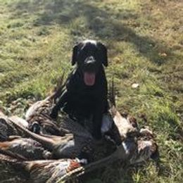 Labrador Retrievers from Mistic Gun Dogs