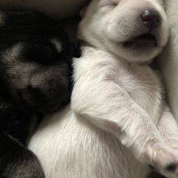 Miniature Schnauzer and Poodle Puppies from Bits & Bytes Farm