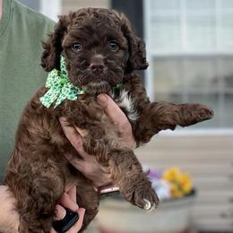 Grace Hope - Sable female Cockapoo puppy in Mocksville, North Carolina from Little Bear Doodles