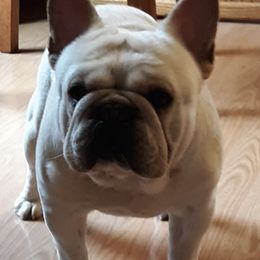 French Bulldogs from Teresa Wilson's French Bulldogs