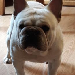 French Bulldogs from Teresa Wilson's French Bulldogs