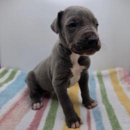 Willow - Blue female Great Dane puppy in Kannapolis, North Carolina from Carolina Great Danes & Toy Poodles