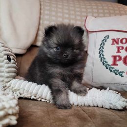 Pomeranian Puppies from JaElle Pomeranians