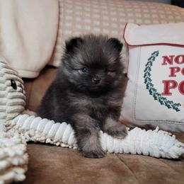Pomeranian Puppies from JaElle Pomeranians