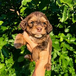 Cheyanne - Chocolate female Australian Labradoodle puppy in Millville, California from Hope Lane Kennels