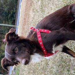 Sissy - Red tri Miniature Australian Shepherd puppy in Alabama from SBA Aussies
