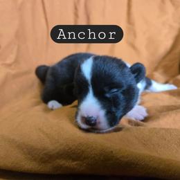 Anchor - Black and white male Cardigan Welsh Corgi puppy in Granite Falls, Washington from Mountain Paws Cardigan Welsh Corgis
