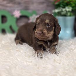 Kiwano - Chocolate and cream male Dachshund puppy in Norwood, Missouri from Madra's Dashing Doxies