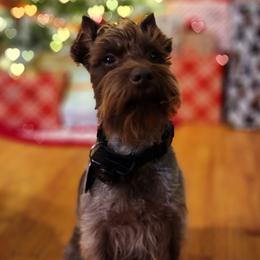 Grizzly - Miniature Schnauzer
