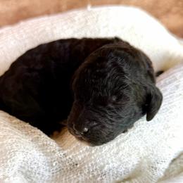 Caspian - Black male Poodle puppy in Detroit Lakes, Minnesota from Pickerel Pups