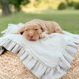 Ace - Apricot male Goldendoodle puppy in Ooltewah, Tennessee from Allison Family Doodles