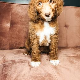 Goldendoodle Puppies from The Doting Doodle