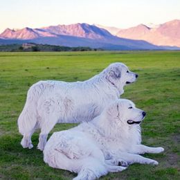 Great Pyrenees puppies from Rusty Horse Ranch Great Pyrenees