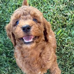 Daisy - Red  female Goldendoodle puppy in Pine Grove, California from Lundee Doodles