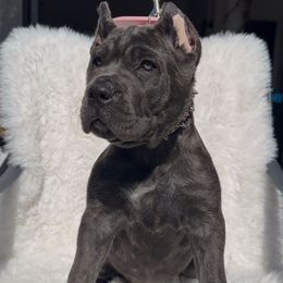 Siren - Gray brindle female Cane Corso puppy in Hayward, California from Grande Kennels
