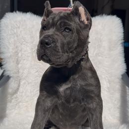 Siren - Gray brindle female Cane Corso puppy in Hayward, California from Grande Kennels
