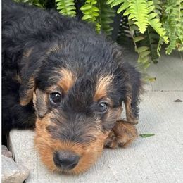 Airedale Terrier, Lakeland Terrier, and Welsh Terrier Puppies from Anne's Pups