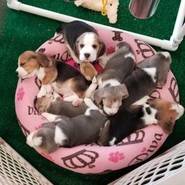 Beagle Puppies from Barrister Beagles
