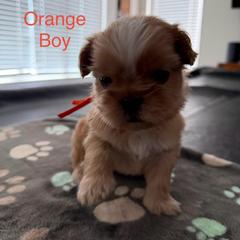 Orange Boy - Gold and white male Shorkie puppy in San Tan Valley, Arizona from Great Mates
