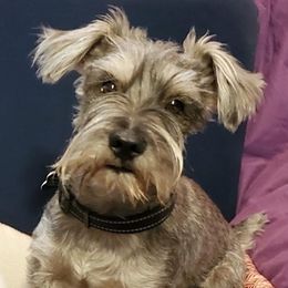 Companion Crosses, Miniature Schnauzers, and Yorkshire Terriers from MomaWolf Puppies