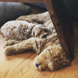 Australian Labradoodle Puppies from Willow Ridge Labradoodles