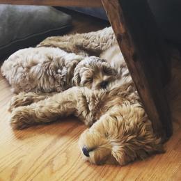 Australian Labradoodle Puppies from Willow Ridge Labradoodles